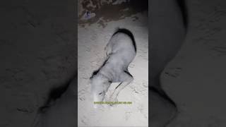 Mga alaga naligo ng abo dahil sa Vulcan#Shortvideo