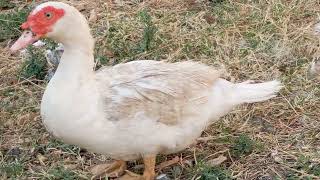 documentary of Muscovy ducks
