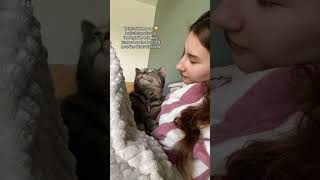 #catdistributionsystem #straycat #feralcat #adoptstrays #rescuecat @oscarfiles