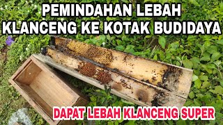 PASTI BERHASIL..!! CARA MEMINDAHKAN LEBAH KLANCENG/ KELULUT DARI BAMBU KE KOTAK BUDIDAYA