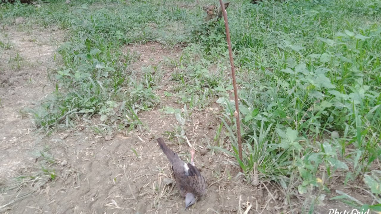 Cara Menangkap Burung Tekukur 