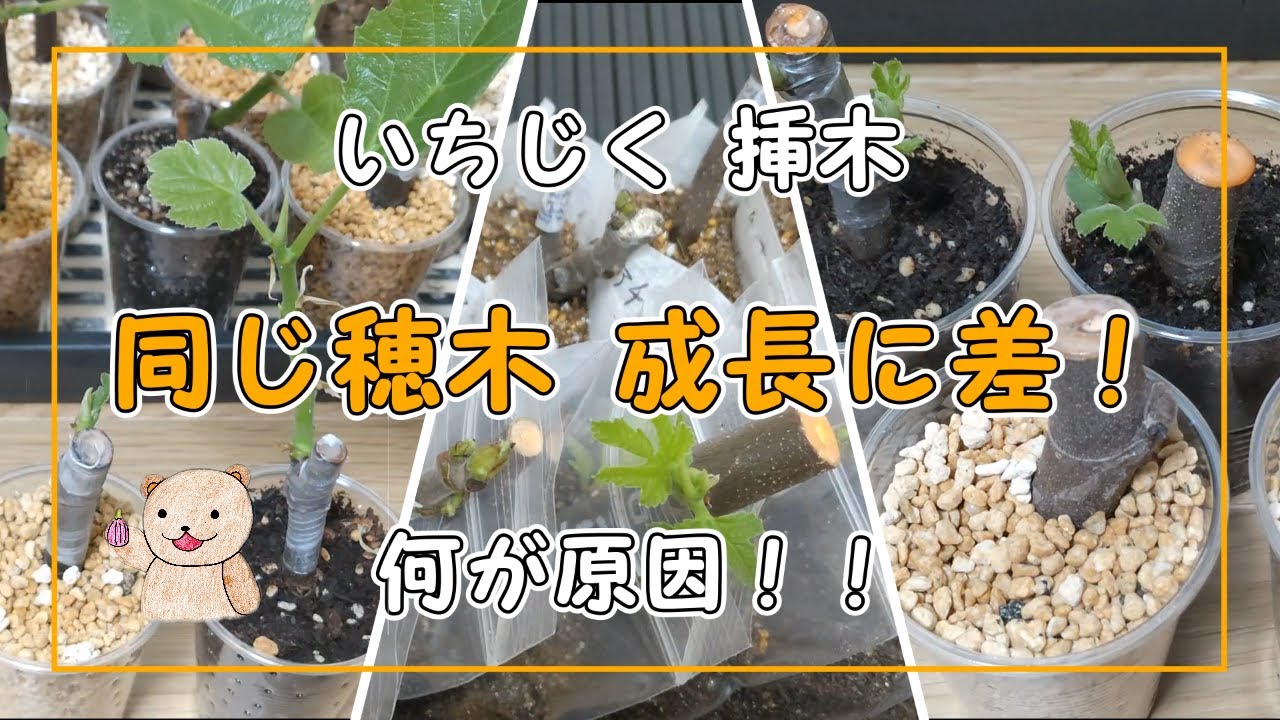 いちじく挿木】同じ穂木でも成長に差が出る 土と挿し方 - YouTube