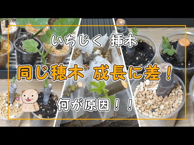 いちじく挿木】同じ穂木でも成長に差が出る 土と挿し方 - YouTube
