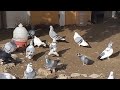 турецкий голубевод, знакомство с хозяином и голубями Турции.