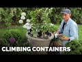 Climbing Containers with Purple and White Color | Gardening with Wyse Guide