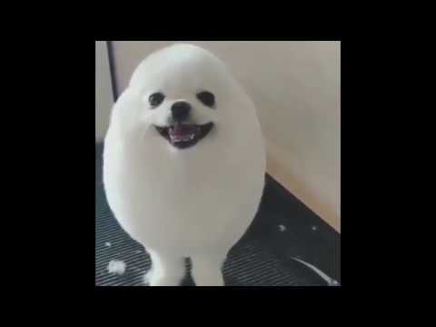 Cute Animals - YouTube