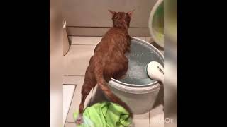 Quem Fala Que Gatos Não Gostam De Tomar Banho, Olha A Betina Toma Sozinha Ela Ama