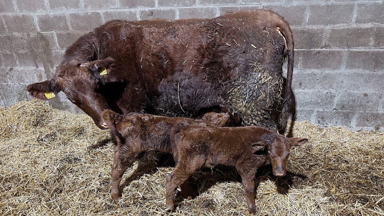Twin Calves on the farm!