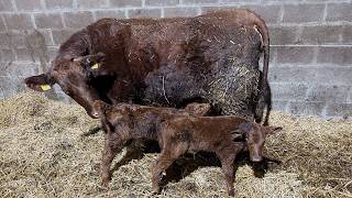 Twin Calves on the farm! screenshot 4