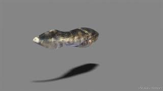 アランダスピス　Arandaspis