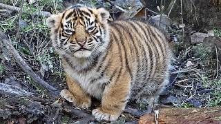 You’ll Be Crying With Laughter at These Baby Animals 😂 Funniest Baby Animal Videos 2026