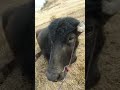 funny buffalo