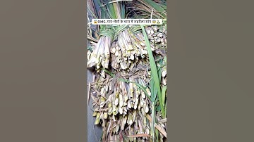 😰😱🐍OMG..Venomous snakes in cattle fodder🤒 #animals #snake