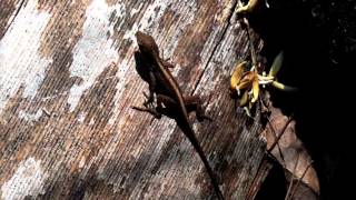 Really Funny Horror Not Scary- An Ag Video