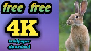 download full HD wallpaper.wallpaper for Pinterest/ wallpapers for all devices screenshot 5