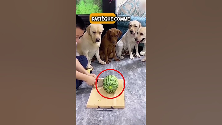 Les Chiens Sous Pression Avouent le Coupable ! 😆🐕 #shorts