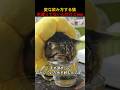 変な飲み方する猫水減ってないんだけどwww