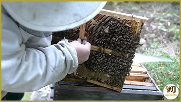 Api Clips : petite invention, grand changement pour les ruches 