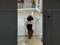 dogs as zodiacs