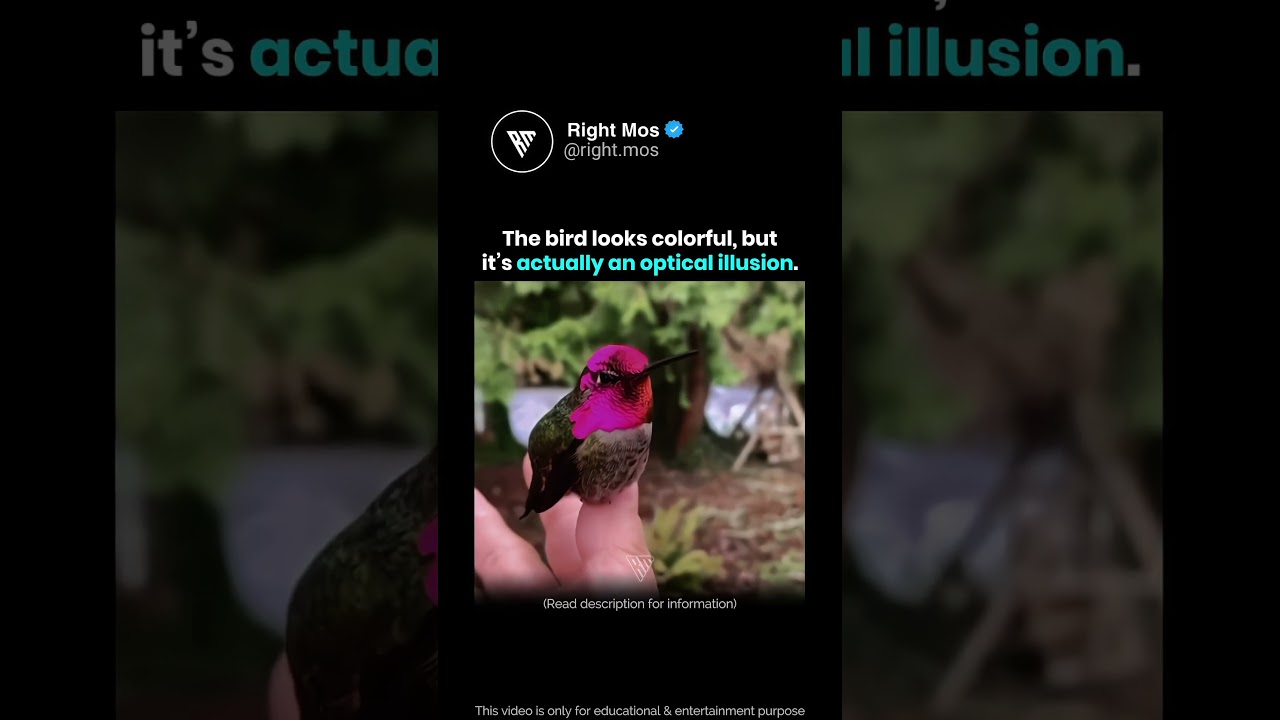 Physics Feathers 🔬🦜