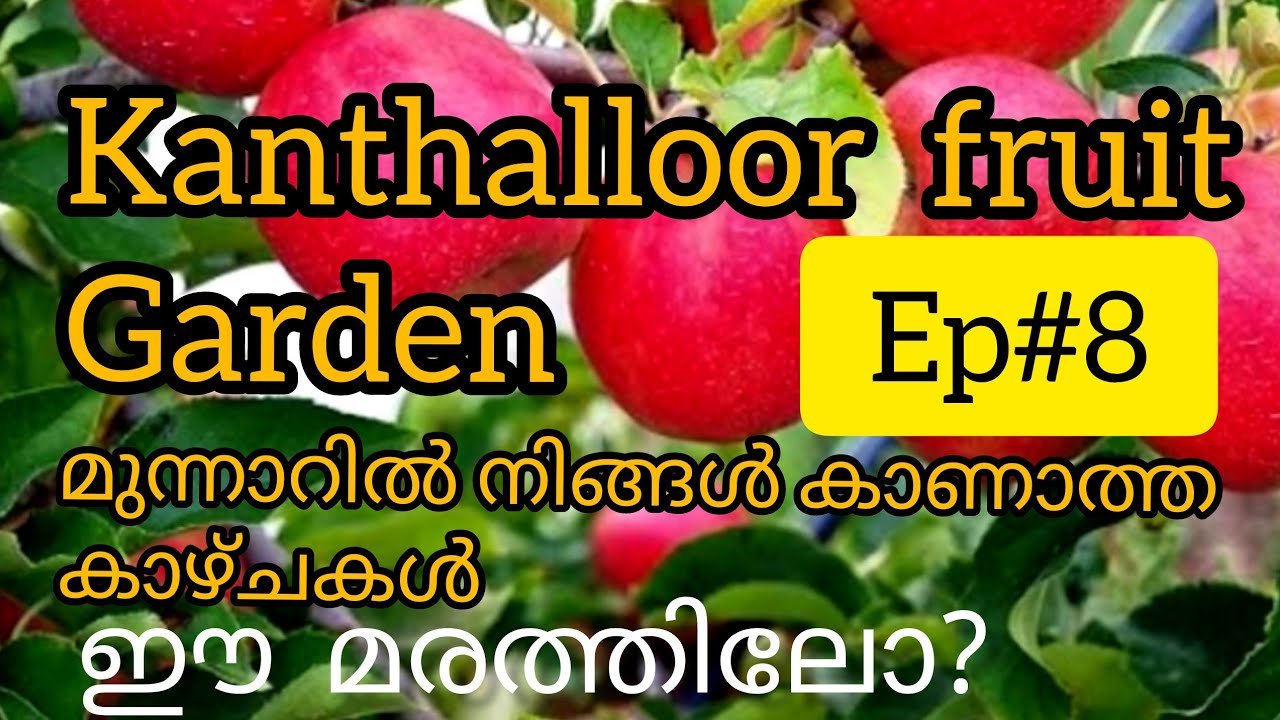 kanthalloor fruit garden munnar YouTube