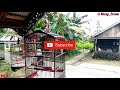 Masteran Kenari Gacor Cucuk Untuk Murai Batu Gany Frezz Mp3 - Mp4 Download