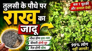 बरसात के पहले करें ये काम तुलसी बरगद सी घनी हो जाएगीं | तुलसी पर कीड़ा लगना तो दूर पास भी नही आएगा 