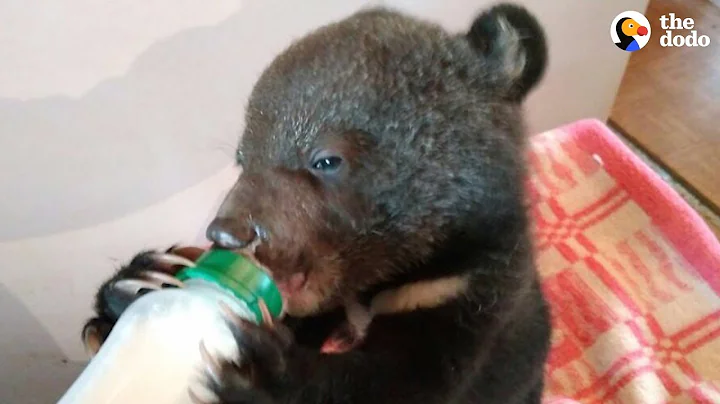 Family Has Been Rescuing Orphaned Bear Cubs For Over 30 Years | The Dodo - DayDayNews
