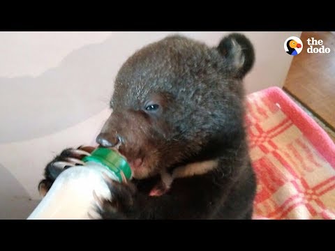 Video: Pet Scoop: Bear Cub Orphan Osamotený ZOO ZOO ZOO ZOO ZOOKERBE ZO STRANY t