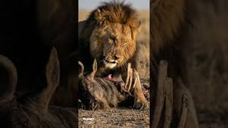 The Vulture Cleans Up a Lion Kill #wildlife #animals #nature #shorts