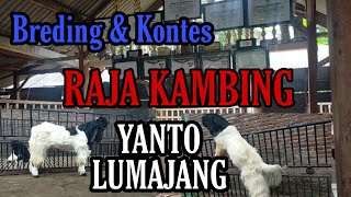 Raja Kambing  Breding U0026 Kontes Bpk Yanto Lumajang