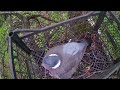 Дикий лесной голубь .Гнездо выдержало бурю. Наблюдаем за Гнездом голубя. Гнездовая жизнь 14 серия