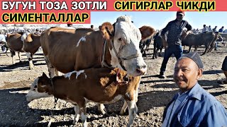 Кашкадарё Чирокчи мол бозори Согим-сигир🐄 нархлари | Chiroqchi mol bozori narxlari.