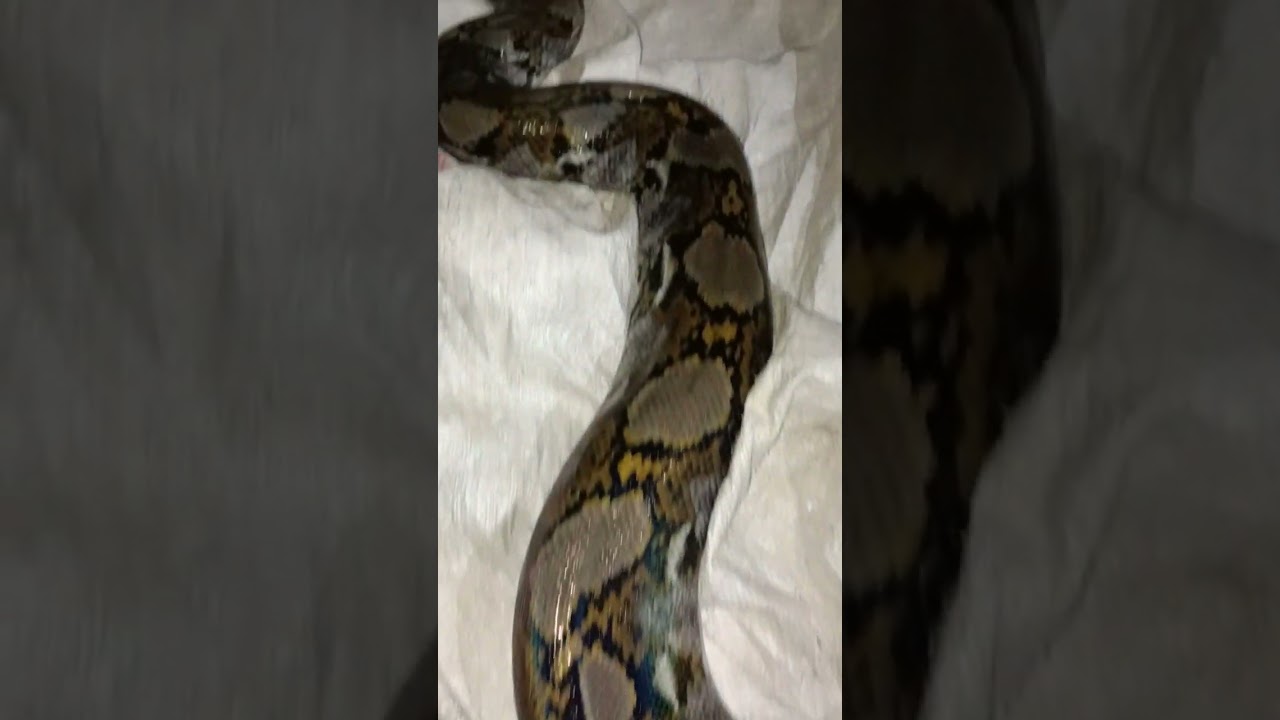 SAIKI KOK AKEH ULO GEDE TURUT PEMUKIMAN