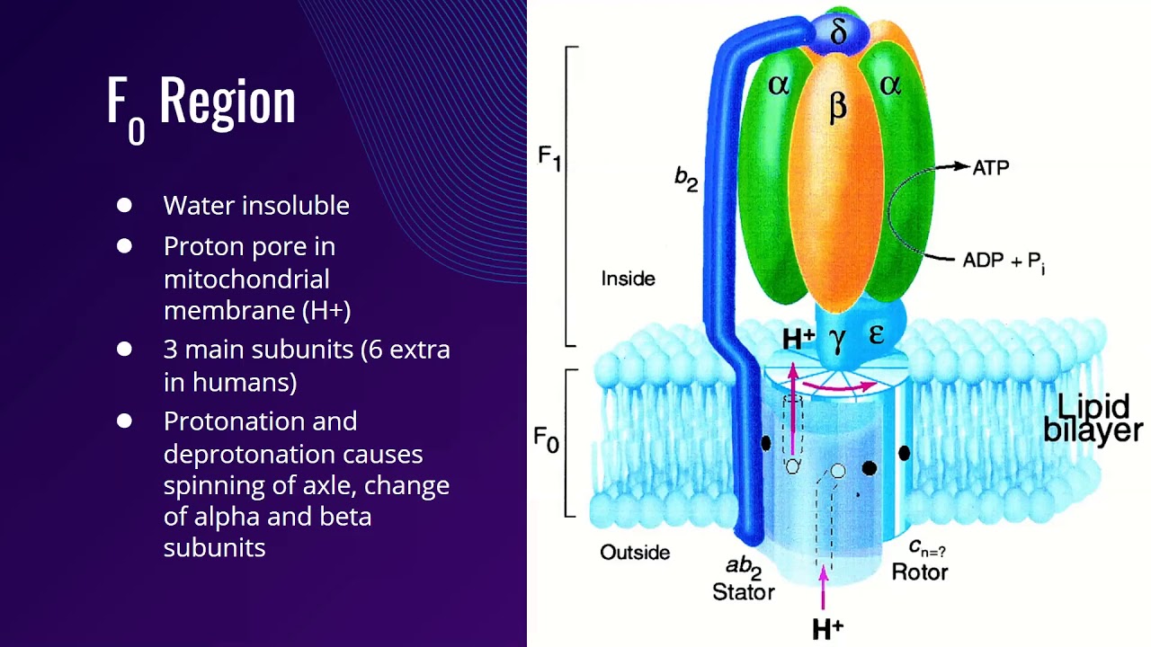 Helyx Biology Tutoring - ATPase ENZYME