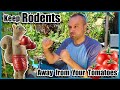 Keep Rats and Squirrels Out of Your Tomato Garden
