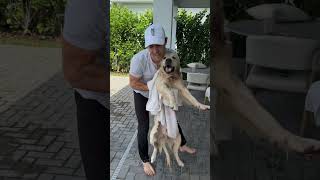 My dog refused to get out of the pool… #dogsofyoutube #dog #dogs #pool #goldenretriever #puppy