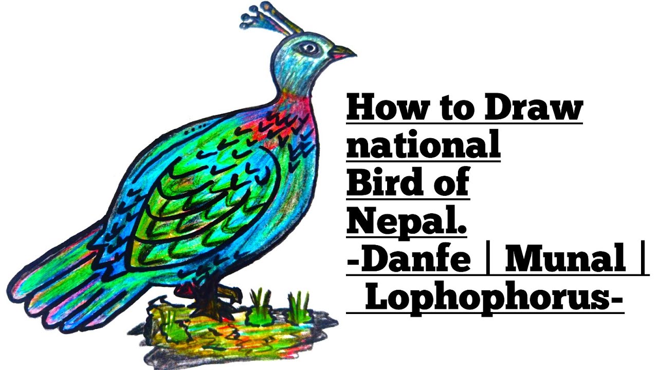 How to Draw Danfe | Lophophorus Step by step | Nepal National Drawing | Munal