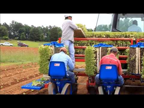 Ferrari F Max Planter tobacco