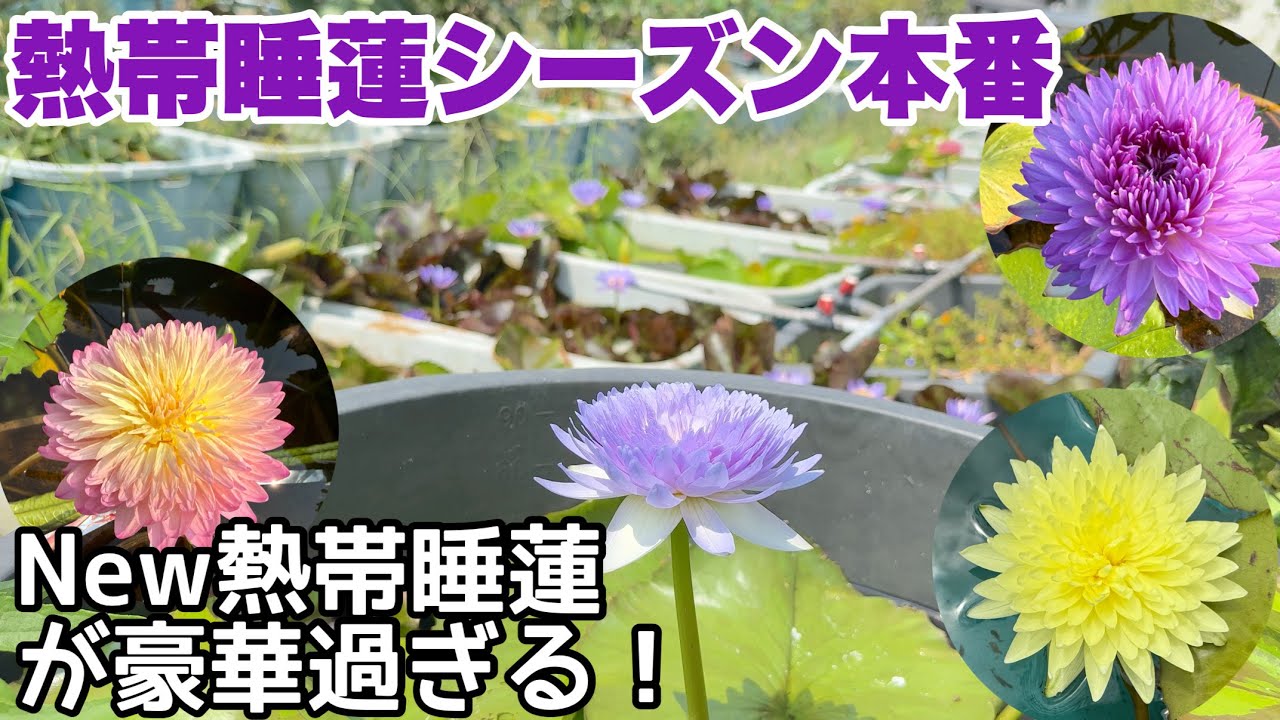 今年導入したNEW熱帯睡蓮が豪華すぎる！熱帯睡蓮ベストシーズン