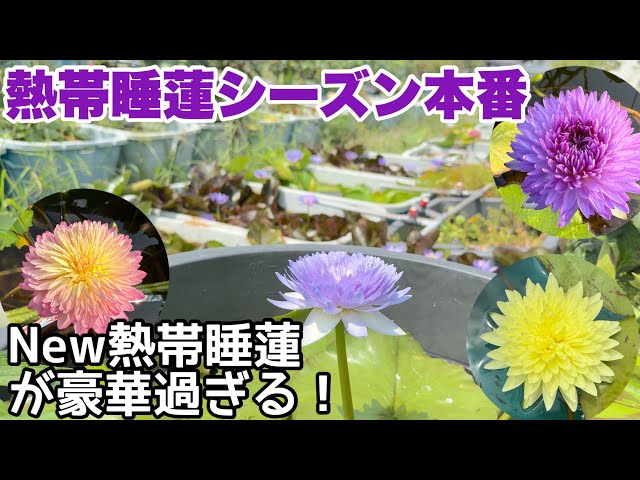 今年導入したNEW熱帯睡蓮が豪華すぎる！熱帯睡蓮ベストシーズン