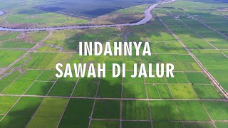 Download Lagu Indahnya Pemandangan Sawah di Wilayah Jalur  Perairan, Kab  Banyuasin Sumatera Selatan MP3