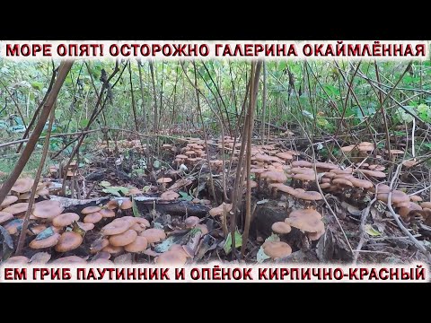 ❗ОСТОРОЖНО! ГАЛЕРИНА РАСТЁТ С ОПЯТАМИ!👉ЕМ ПАУТИННИК И ОПЁНОК КИРПИЧНО- КРАСНЫЙ.🍄РЯДОВКА ФИОЛЕТОВАЯ