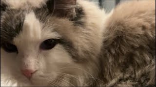 猫がベッドから降りたら即終了