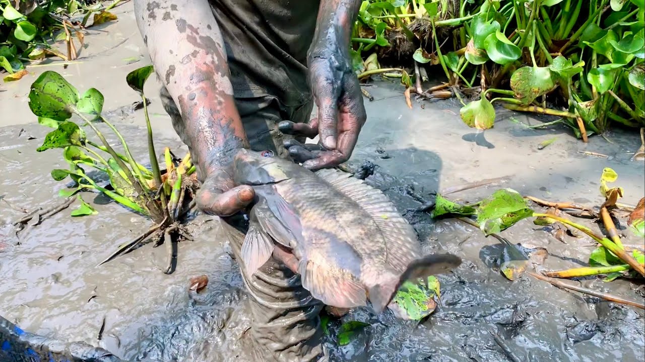 বহু বছর পুরনো কচুরিপানার ডোবা সেচে বৌয়াইল্লা শিং ,দেশি জাগুর ও অনেক দেশি মাছ ধরলাম(best fishing bd).