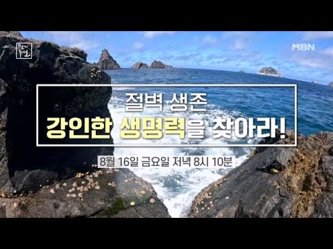 절벽 생존! 강인한 생명력을 찾아라 MBN 240816 방송