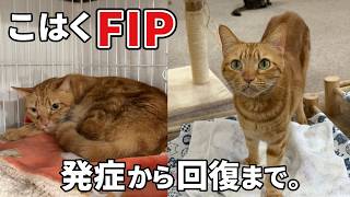 【FIP】こはく回復まで。