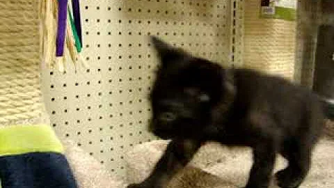 Video 6782971: tabby oriental, kitten