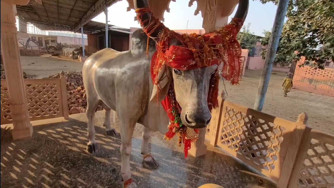 Akhil bhartiya gaushala pahrawar tour 15th vlog 