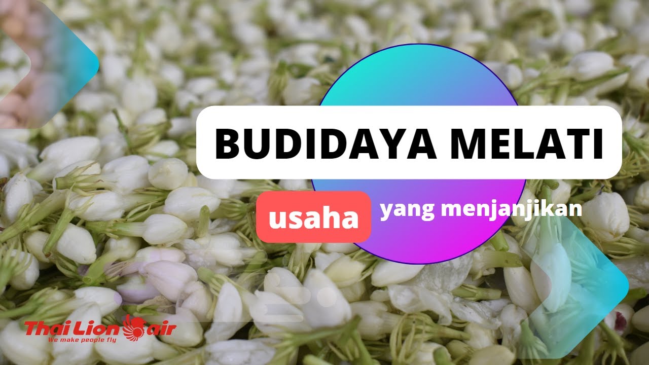 Budidaya bunga melati, usaha yang menjanjikan
